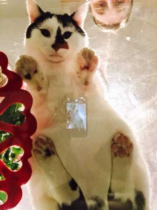 Cat-Tables-Person Cats On Glass Tables Human, You'Re Blocking My Light.