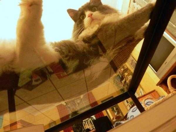 Floofing Cats On Glass Tables Why Is It Here If Not For Sits?
