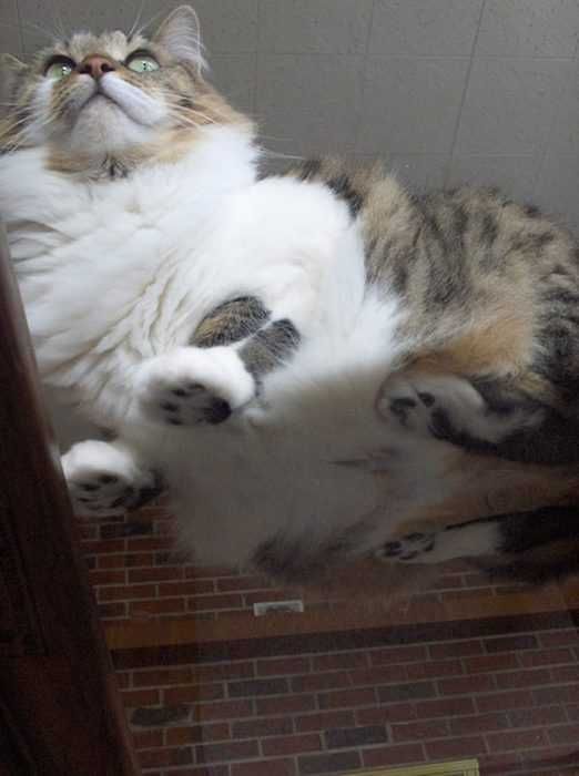 Fluffy-Cat Cats On Glass Tables Lorge And Lovely.
