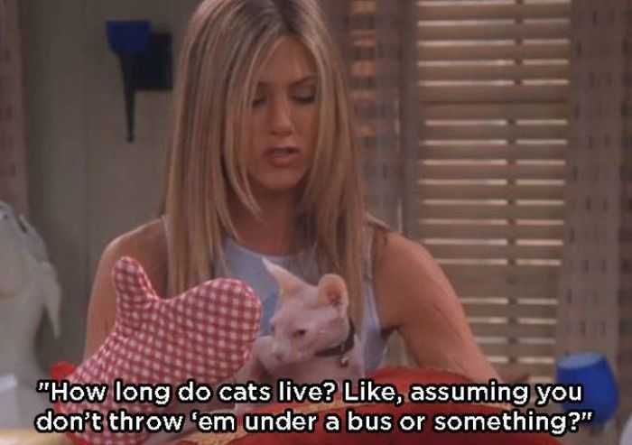 Friends-Assuming-Cat Friends Assuming Cat