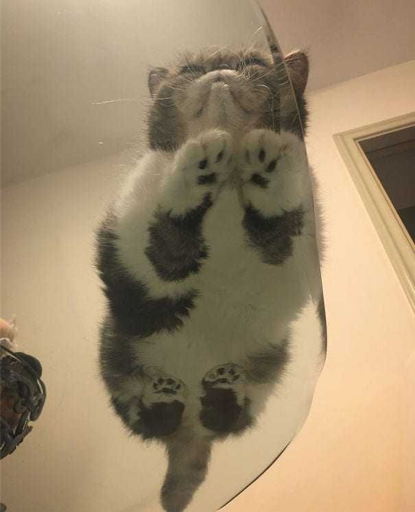 Grey-Smoosh-Cat Cats On Glass Tables Not Even Noticing You.