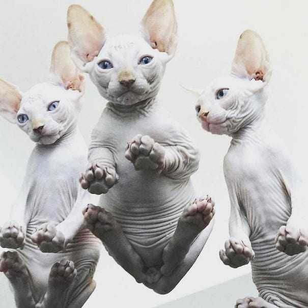 Naked-Cats-Glass Cats On Glass Tables It Looks Like An Album Cover.