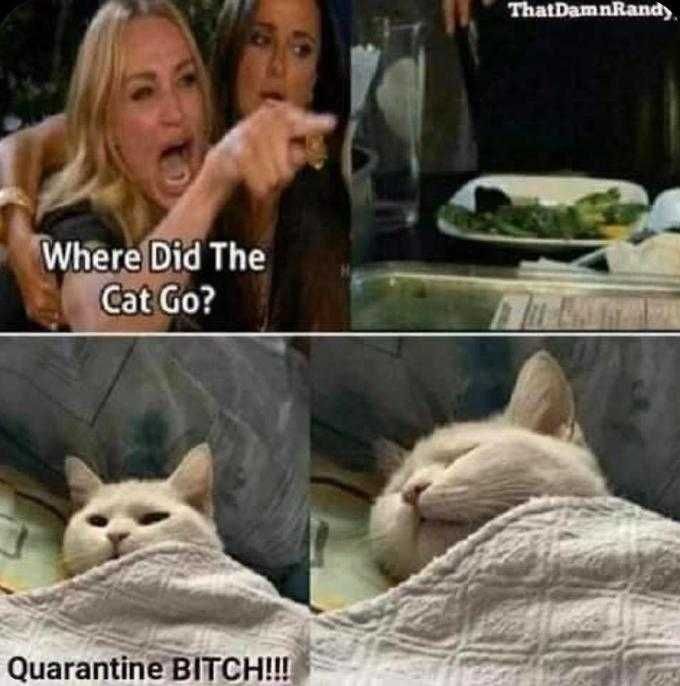 Quarantine-Cat Quarantine Cat