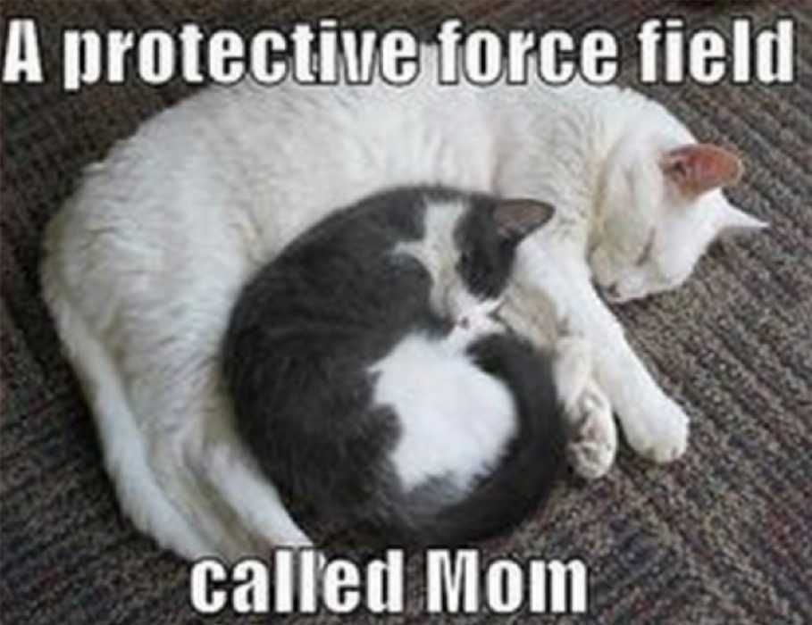 Screen-Shot-2020-05-05-At-8.27.33-Pm Mothers Day Memes Mom Meme About How Mom Is A Protective Shield
