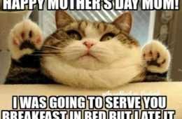 Mother'S Day Memes  Mom Meme About A Cat Saying He Was Going To Serve Her Breakfast In Bed But At It.