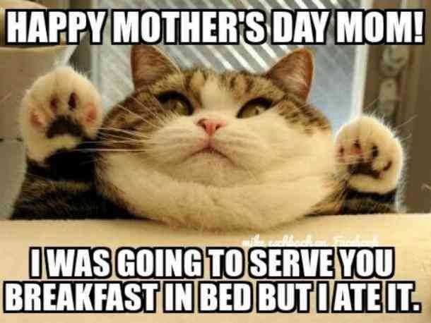 Bfbddbea5143D6998Fd5E80870Ebfbe2 Mothers Day Memes Mom Meme About A Cat Saying He Was Going To Serve Her Breakfast In Bed But At It.