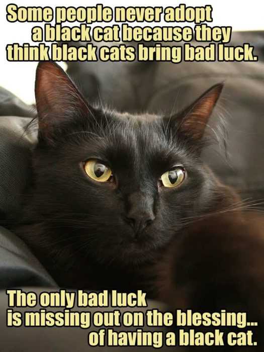Cat Blesing
