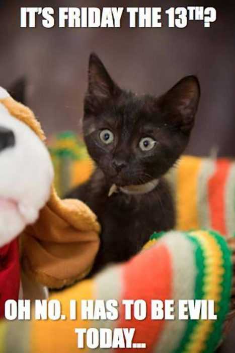 Cat Evil Today