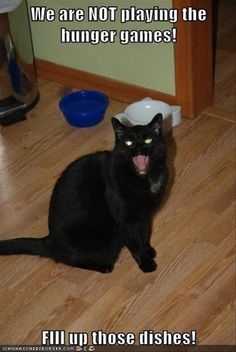 Cat Fill Dishes