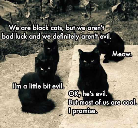 Cat Little Evil