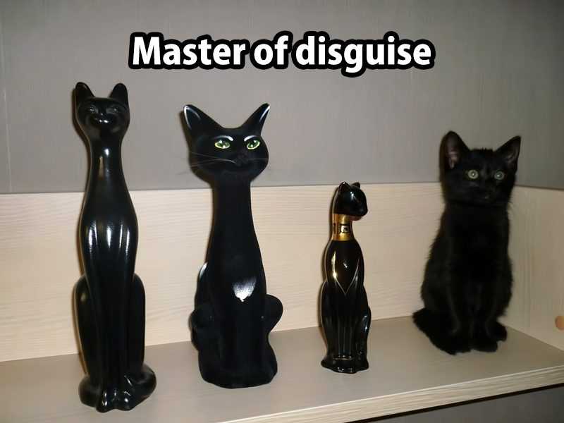 Cat Master Of Disguise