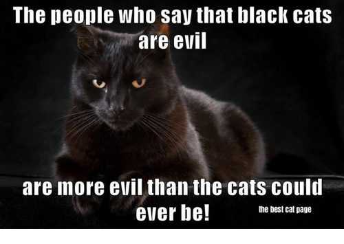 Cat More Evil
