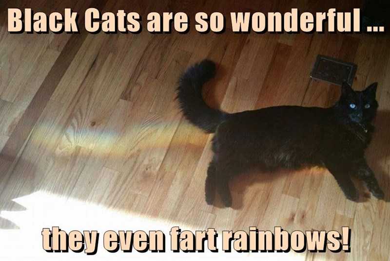 Cat Rainbows