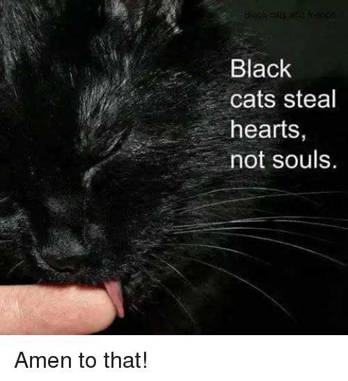 Cat Steal Hearts