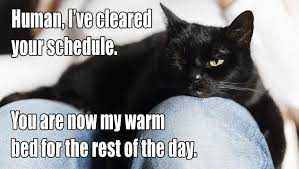 Cat Warm Bed
