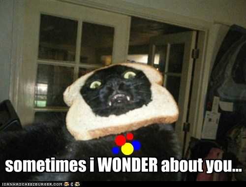 Cat Wonder