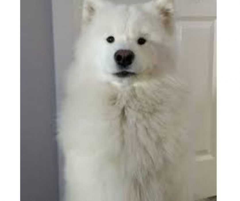 Floofy-Animals-10 Floofy Animals Floofy Doggy