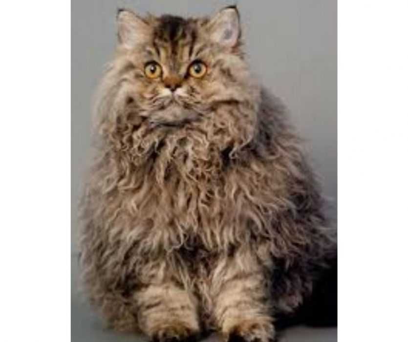 Floofy-Animals-11 Floofy Animals Floofy Kitty