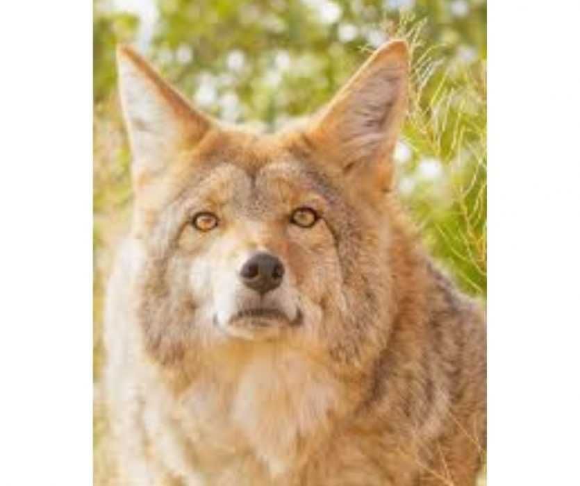 Floofy-Animals-13 Floofy Animals Floofy Wolf