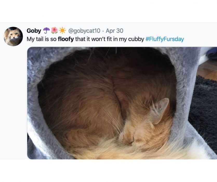 Floofy-Animals-2 Floofy Animals Floofy Cat