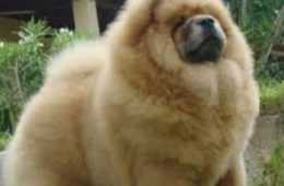 Floofy Animals  Floofy Doggo 6