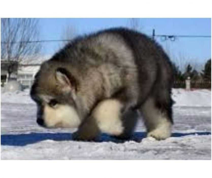 Floofy-Animals-5 Floofy Animals Floofy Doggo 5
