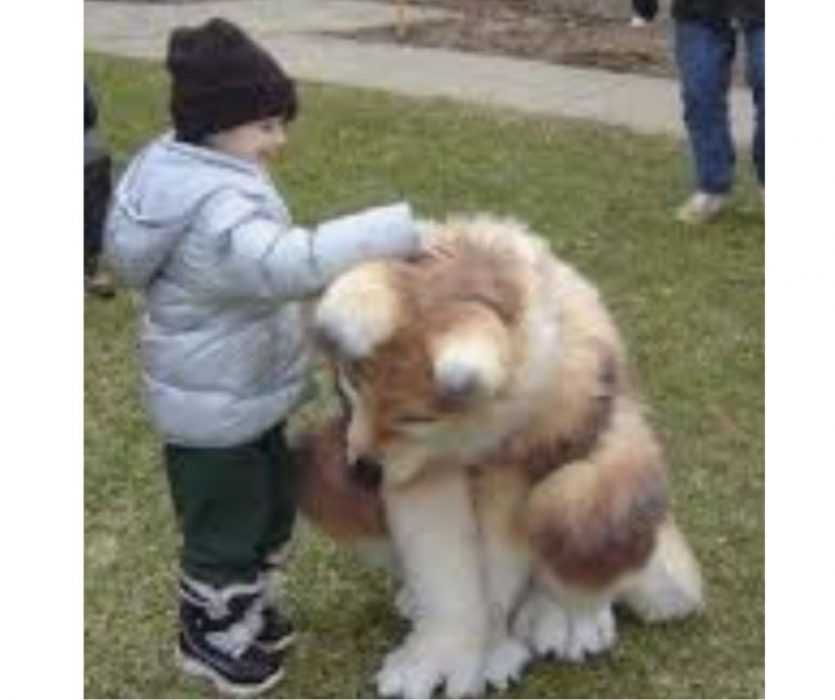 Floofy-Animals-6 Floofy Animals Floofy Doggo 4