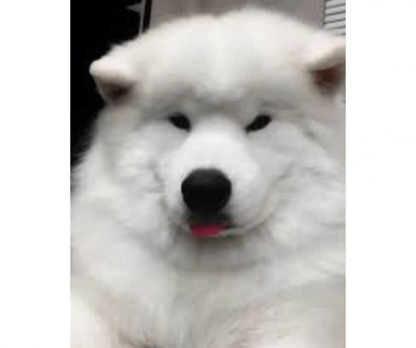 Floofy-Animals-7 Floofy Animals Floofy Doggo 3
