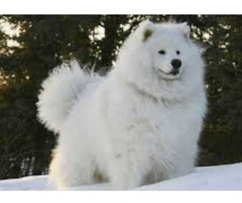 Floofy-Animals-9 Floofy Animals Floofy Doggo2