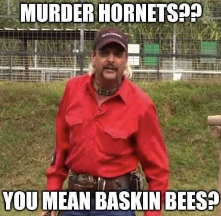 Hornet-Baskin-Bees Meme Featuring Joe Exotic Calling Murder Hornet Baskin Bees