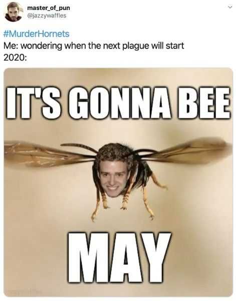 Hornet-Be-May Murder Hornet Meme Answering The Question Of When The Next Plague Will Start