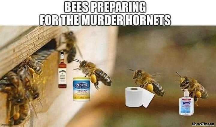 Hornet-Bees-Preparing Meme Featuring Honey Bees Hoarding Alcohol, Toilet Paper And Lysol To Prepare For Murder Hornets