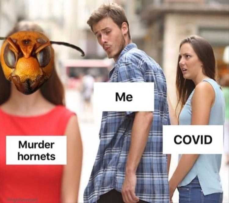 Hornet-Covid-Meme Meme Featuring A Man Dating Covid 19 Turning To Gawk At Murder Hornets