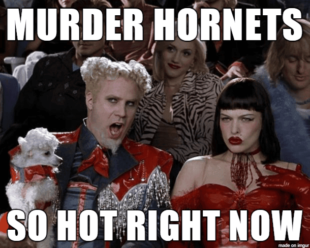 Hornet-Designed-To-Keep Meme Featuring Will Farrell Saying Murder Hornets Are So Hot Right Now
