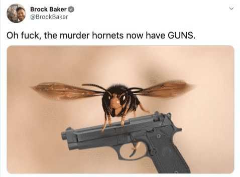 Hornet-Have-Guns Meme Featuring A Murder Hornet Carrying A Pistol
