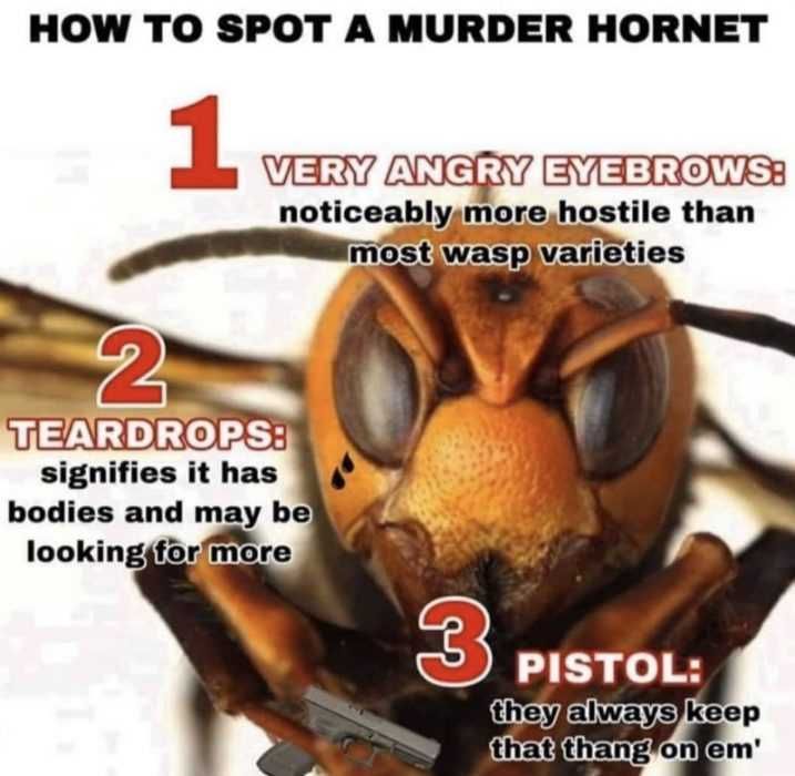 Hornet-How-To-Spot Meme Showing A Poster Of How To Spot A Murder Hornet