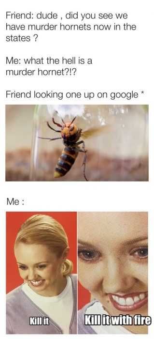 Hornet-Kill-With-Fire Meme Featuring A Friend Googling Murder Hornets When They First Hear About It