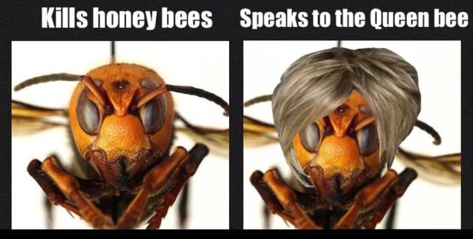 Hornet-Kills-Bees Meme Featuring A Regular Murder Hornet Who Just Kills Honey Bees Versus A Murder Hornet With Karen Hair Cut Who Speaks To The Queen Bee