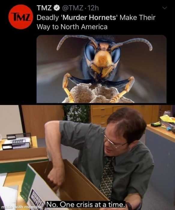 Hornet-One-Crisis Meme Featuring A Tmz Report Of Murder Hornets Coming To America And Someone Saying They Only One 1 Crisis At A Time