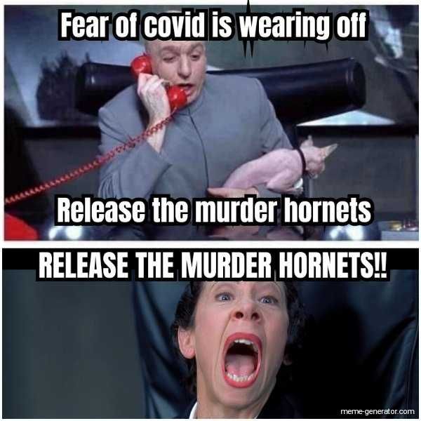 Hornet-Release Meme Featuring Dr. Evil Commanding Murder Hornets To Be Released As He Receives News That Fear Of Covid Is Wearing Off