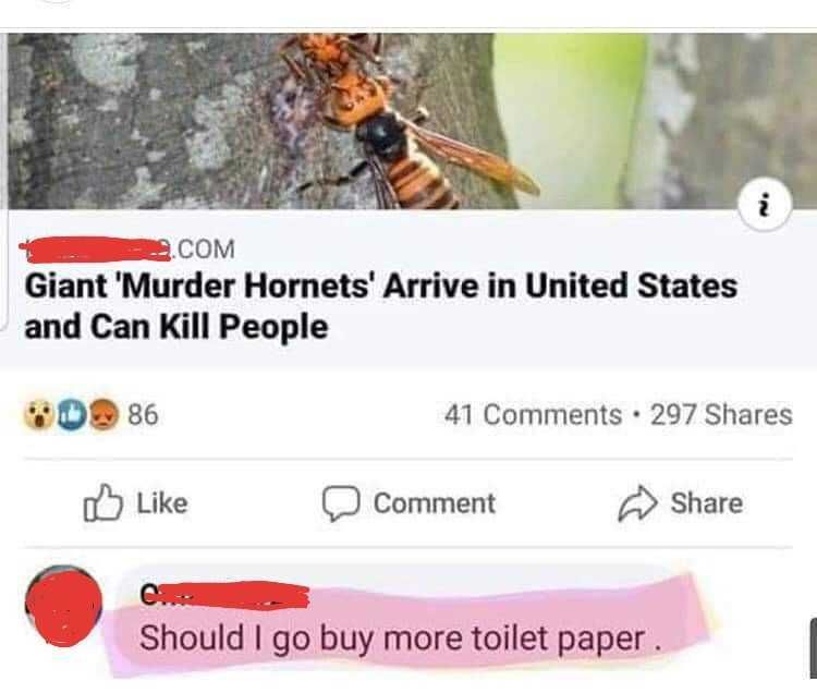 Hornet-Should-Buy Meme Featuring A News Report Of Murder Hornets Arriving In The Us And Someone Commenting If They Should Get More Toilet Paper