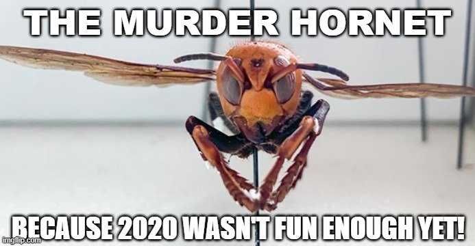 Hornet-Wasnt-Fun Meme Featuring A Murder Hornet Captioned With Because 2020 Wasn'T Fun Enough Yet