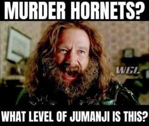 Hornet-What-Level Meme Feature Robin Williams Asking What Level Of Jumanji Has Murder Hornets