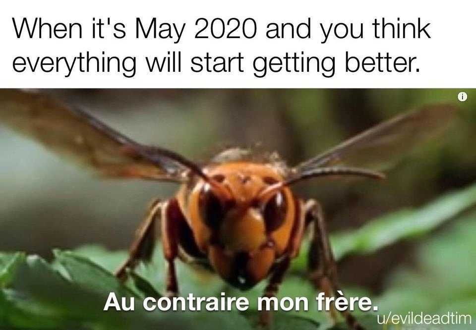 Hornet-When-You-Think Meme Featuring A Murder Hornet Saying Au Contraire Mon Frere