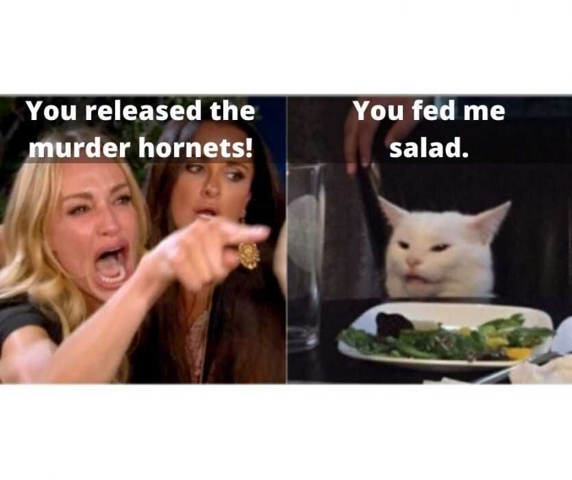 Murder-Hornet-Cat-Salad-Meme Woman Yelling At Cat Meme Murder Hornet Version