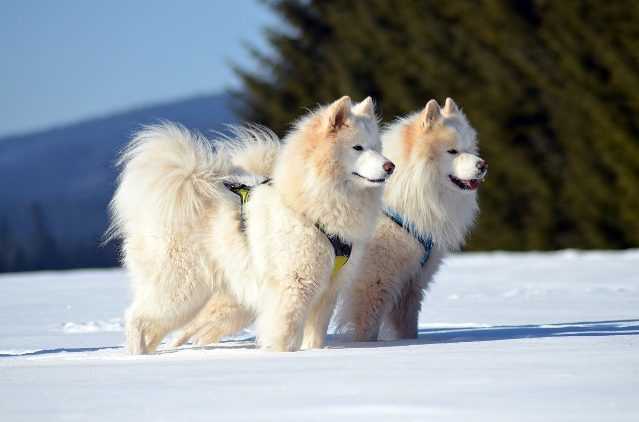 2-Samoyeds-In-Snow 2 Samoyeds In Snow
