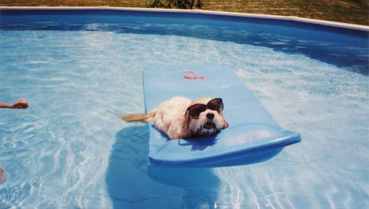 Animal-Dog-Float-Smile Animal Dog Float Smile