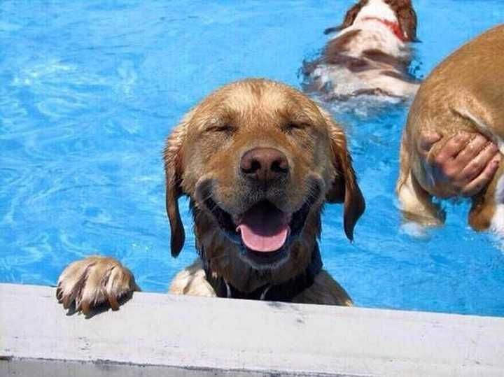 Animal-Pool-Dog Animal Pool Dog