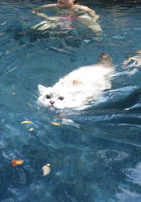 Cat-Swims Cat Swims
