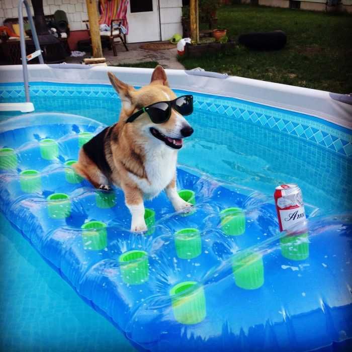 Corgi-Beer-Pool Corgi Beer Pool